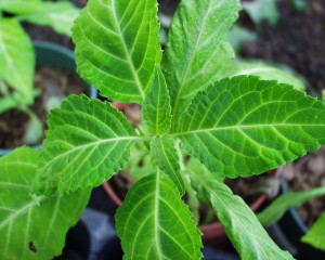 Salvia
