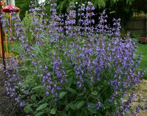Salvia Sclarea tratamente