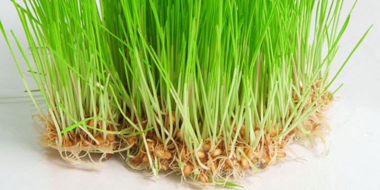 Regim cereale germinate
