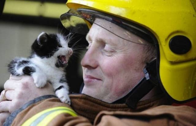 Pisicuta infoiata la un pompier