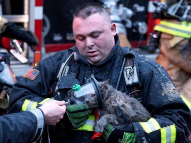 Pisica salvata de pompier