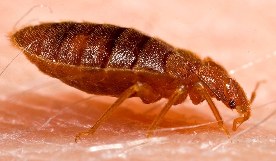 Afecţiunea care îi face pe oameni să creadă că pielea lor a fost infestată de insecte. Este mult mai comună decât cred medicii