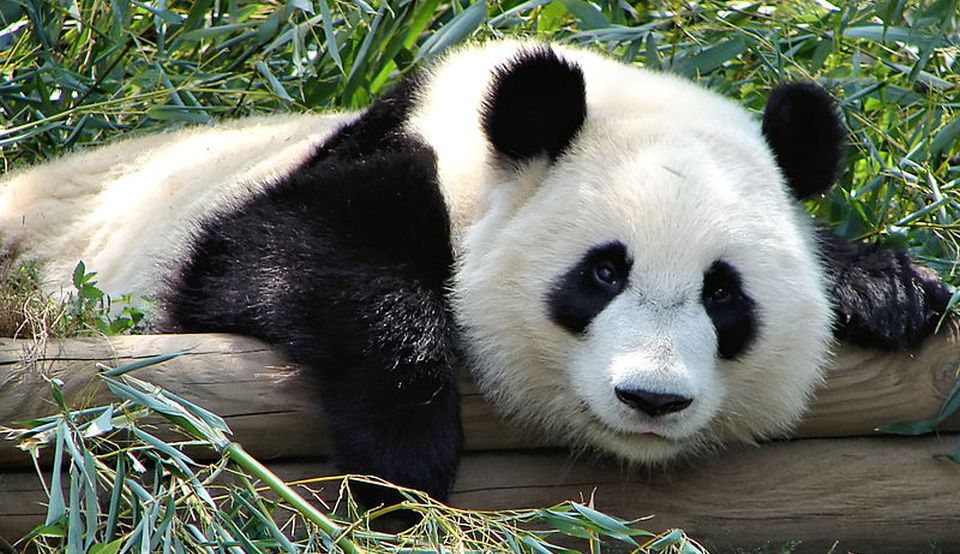 O fosilă veche de 220.000 de ani dezvăluie noi informaţii despre strămoşii urşilor panda