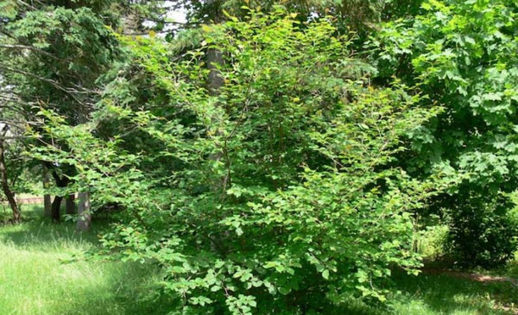 Proprietăţi terapeutice Alun