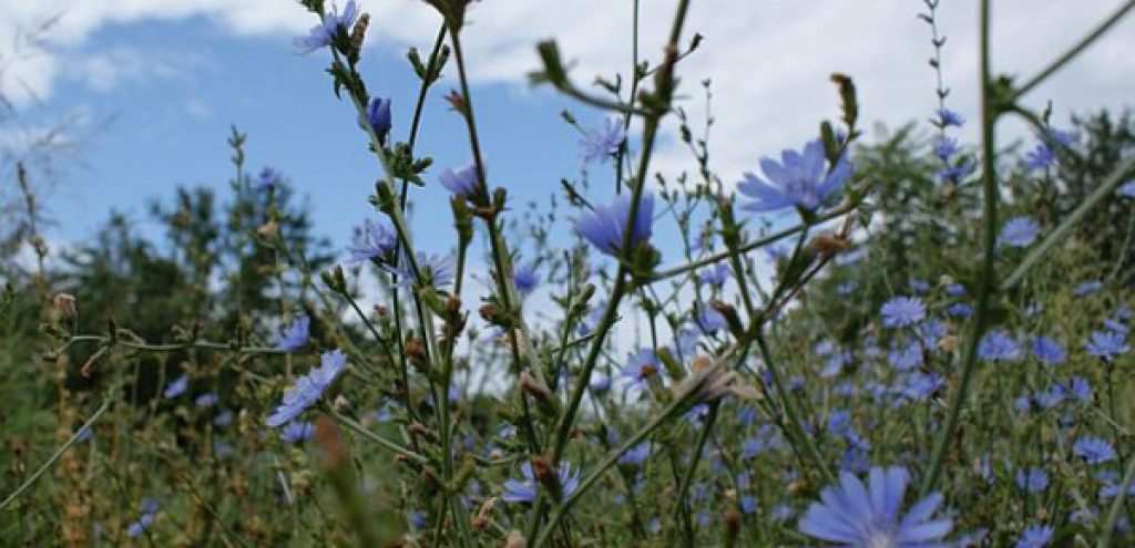 Remedii naturiste cicoare