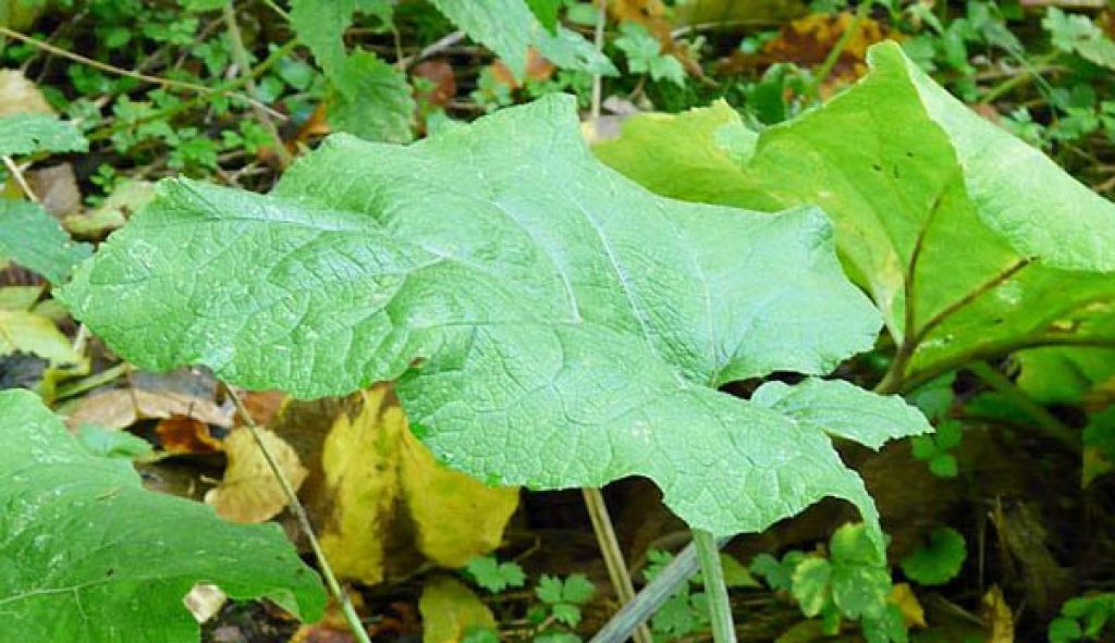 remedii naturiste brusture