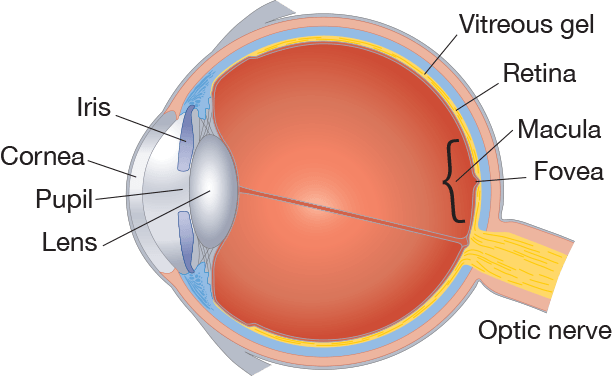 definirea oftalmologiei bolilor la nivelul retinei