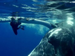 Scafandru salvat de o balenă de atacul unui rechin