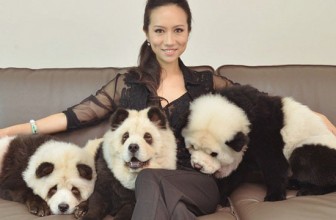 Ultima moda in China: cainii panda