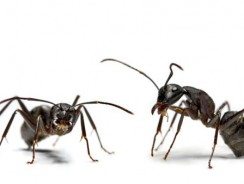 Cum să scapi de furnici