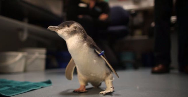 Happy Feet: un pinguin pitic schiop a primit o proteza 3D